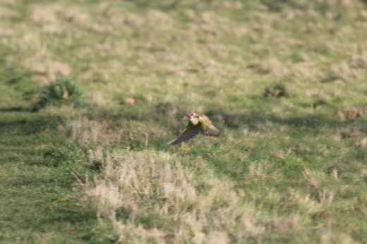 bird 1